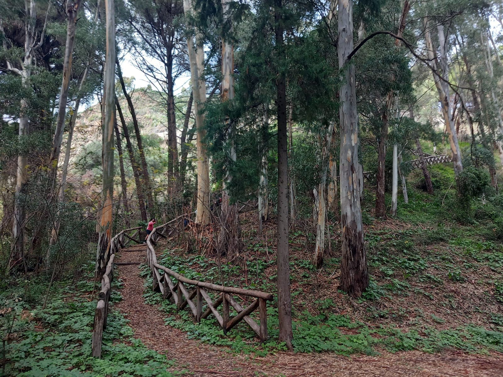 Sentiero nel bosco lungo Il Cammino del Vento