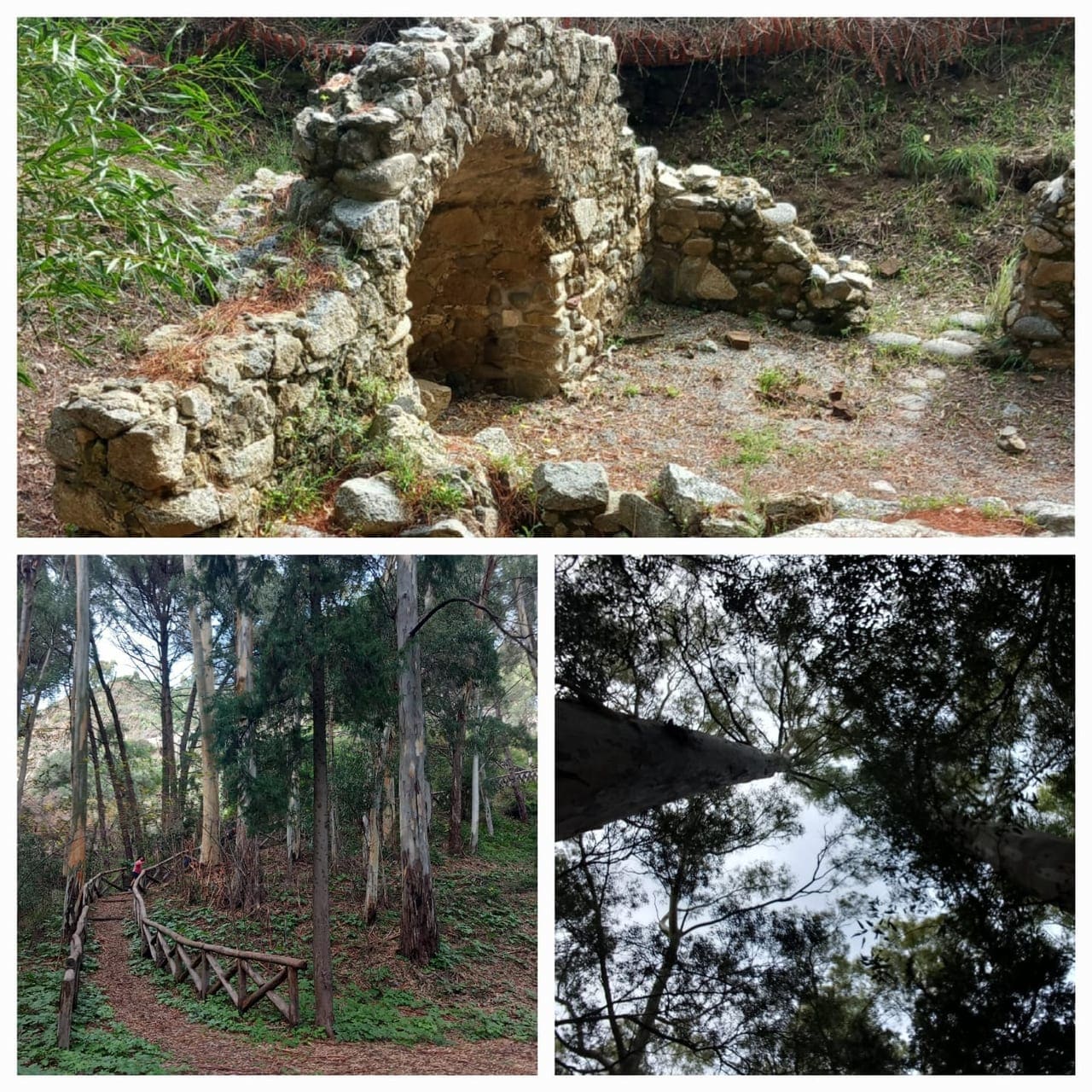 cdv caminia forest ruins collage 01