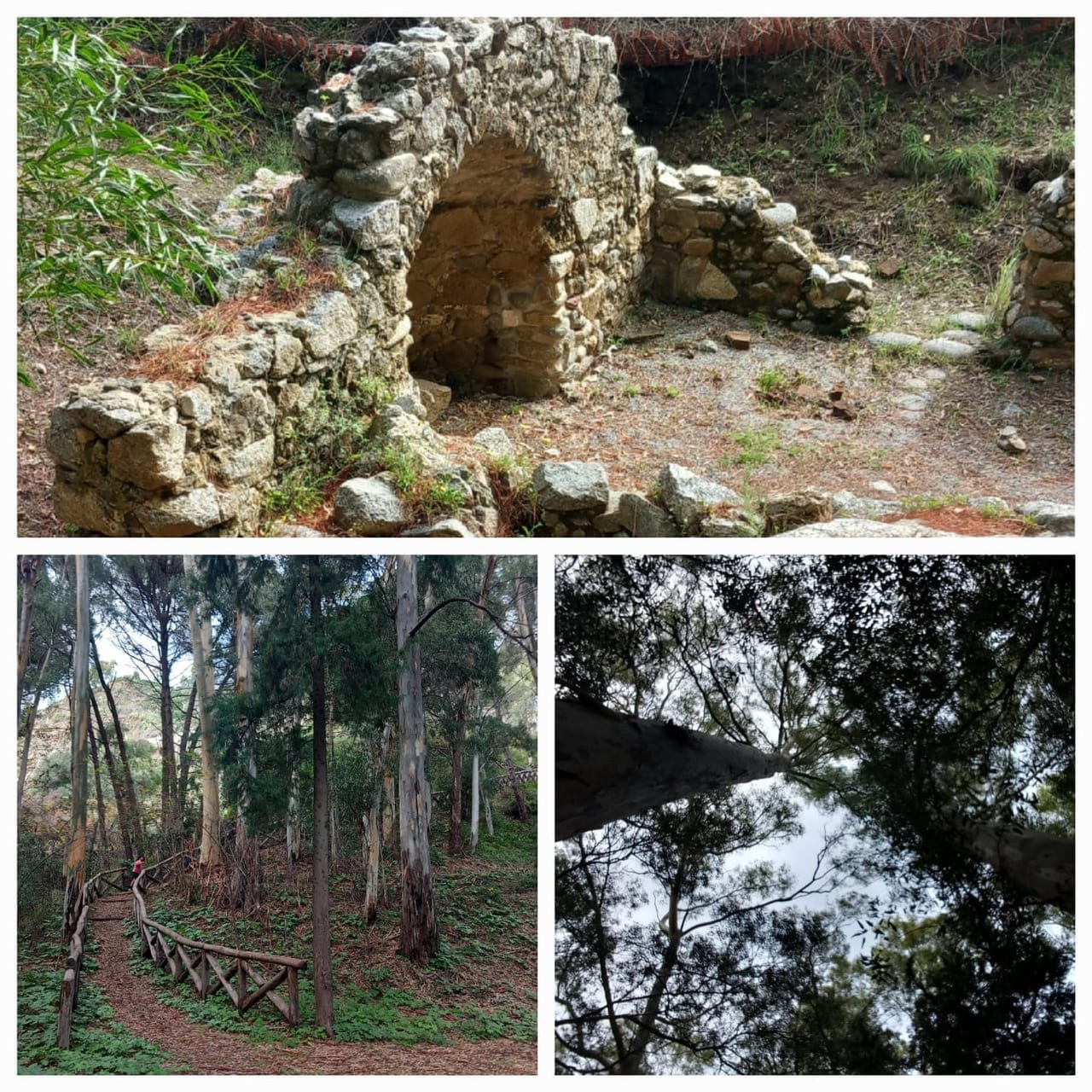 cdv caminia forest ruins collage 01